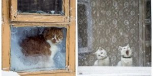 Frost the artist and cat connoisseurs (26 photos)