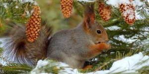 Лесные звери зимой (40 фото)