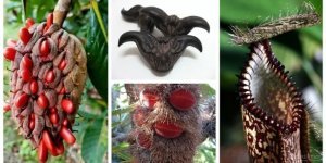 Чувствительным вход воспрещен: 25 обычных растений, которые выглядят мерзко (25 фото)