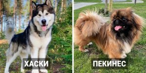 14 известных пород собак, которые оказались очень древними (15 фото)