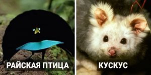 15 нещодавно виявлених видів тварин (16 фото)