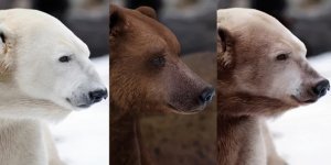 Pizzly: A hybrid of a polar and brown bear. Every year there are more and more of them in the wild (7 photos)