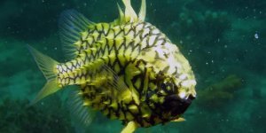 Морской шишечник: Рыба-ананас, который невозможно съесть! Её чешуя — латы, а рот извергает свет (7 фото)