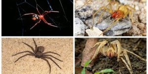 11 самых смертоносных пауков в мире (12 фото)
