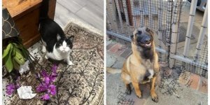 20 reports from the section “the secret life of pets” (22 photos)