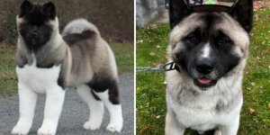 Modern dog breeds that few people have heard of (11 photos)