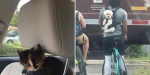 16 фото хвостатых пассажиров, которые доказывают, что с животными дорога веселее (17 фото)