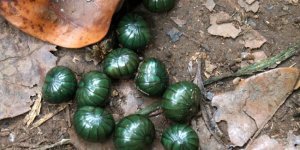 Это создание склеивает лапки муравьям и живёт целых 11 лет в скромности и аскезе (8 фото)