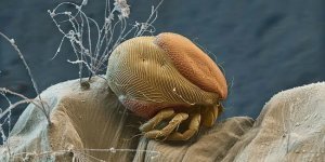 6 крихітних істот, які можуть стати причиною моторошного болю (7 фото)