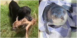 7 животных, которые попали в заголовки в этом году (8 фото)