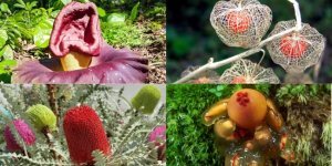 Strange plants, the sight of which makes you want to ask “what is this?” (17 photos)