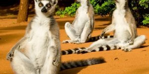 Ring-tailed lemur: Get scared! Their life is like an eternal vacation. Secrets of happiness from lemurs (8 photos)