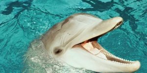 Як дельфіни та кити отримують прісну воду, мешкаючи в солоних морях та океанах? (7 фото)