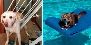 Вытащите меня немедленно! (36 фото)