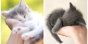 Cats in the palm of your hand (21 photos)
