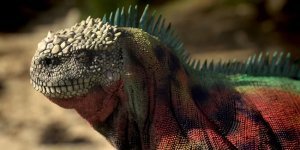Christmas iguana: This large lizard belongs to two worlds at once - land and ocean (10 photos)