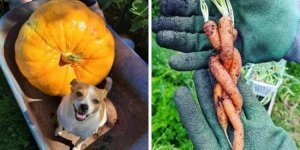 17 моментів, коли садівник отримав дивовижні урожай у своєму городі (18 фото)