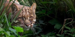 Кошка  Темминка: Эта крупная дикая кошка почти неизвестна публике,  но она может завалить молодого оленя или кабана (8 фото)