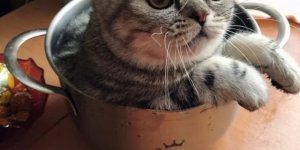 Коты в кастрюлях: почему они любят там сидеть? (20 фото)