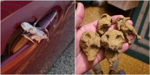 20 times people discovered strange and scary things (21 photos)