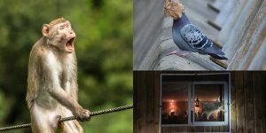 Смешные и милые: названы лучшие работы фотоконкурса диких животных (14 фото)