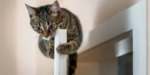 Почему котики терпеть не могут закрытые двери, требуют открыть их все (8 фото)