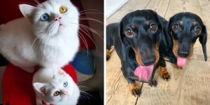 16 очаровательных домашних питомцев, которые подарили миру свои мини-версии (17 фото)