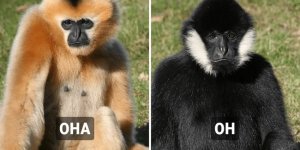 10 животных,  у которых самцы и самки отличаются настолько,  что с трудом верится в то, что они одного вида  (14 фото)