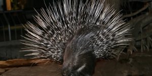 Хохлатый  дикобраз: Единственный грызун, который способен мгновенно убить льва.  Почему его иголки настолько смертоносны? (10 фото)