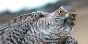 Ястреб-перепелятник: Как живёт один из самых известных ястребов в дикой природе? (10 фото)