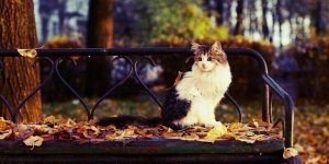 Осінь (36 фото)