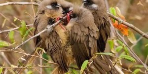 Птица- мышь: Выглядит как мышь, ведёт себя как мышь и доводит  до нервной трясучки фермеров, как мышь (7 фото)