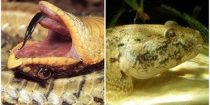 Эти животные притворяются мёртвыми, чтобы выжить (6 фото)