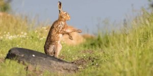 Brown Hare: The fairy tale is a lie! After all, the hare is not at all cowardly and kind, but a real fighter, cunning, and sometimes even a killer (11 photos)