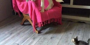 Прикольная подборка фото про трусливых Собак (32 фото)