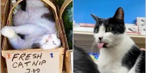 14 котів, які виглядають так, ніби володіють магазином (15 фото)