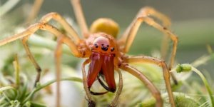 Yellow sak: Reason to be careful in the fields. One of the two types of spiders in our stripe, which is really dangerous (8 photos)