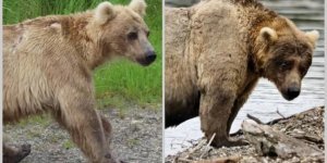 До и после: 12 забавных фото, как меняются медведи, набирая вес перед спячкой (13 фото)
