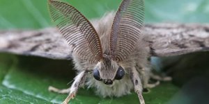 Непарний шовкопряд: бич сучасного садівництва (9 фото)