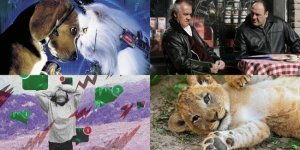 Стокгольмская лотерея, кошачье безразличие и другие интересные факты об окружающем нас мире (10 фото)