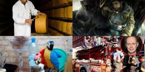 Сырный слухач, попугаи-алкоголики и другие интересные факты о том, что нас окружает (9 фото)