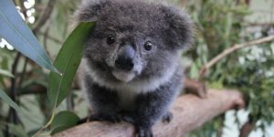 Коала:  Функционально вымерший вид. Наши внуки, скорее всего, никогда  не увидят коал. Неудобная правда. Что случилось? (8 фото)
