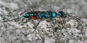 Изумрудная  таракановая оса: С помощью яда превращает тараканов  в послушных зомби, которые кормят её потомство (6 фото)