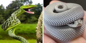 Snakes that dispel the myth that they are creepy creatures with their charm (14 photos)