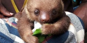 Ленівці (23 фото)