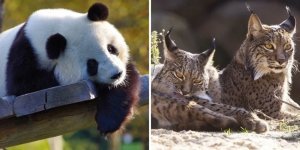 10 animals that were on the verge of extinction, but are now not in danger (11 photos)