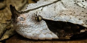 Габонская гадюка: Смертельно опасная рептилия, которую сложно заставить укусить, даже если держать на руках (6 фото)