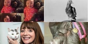 От голубя и крысы до львов и гориллы: животные-герои, бескорыстно спасшие жизни людей (20 фото + 1 видео)