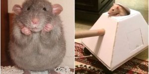 20+ proof that rats can be cute too (25 photos)
