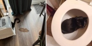 20 изображений, которые доказывают, что жизнь с кошкой - это сплошная комедия (15 фото + 2 видео)